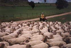 Family member moving sheep